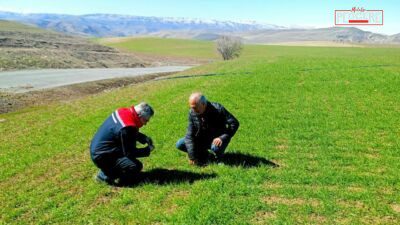 Malatya İl Tarım ve Orman Müdürlüğü ekipleri, buğday üretiminde verim