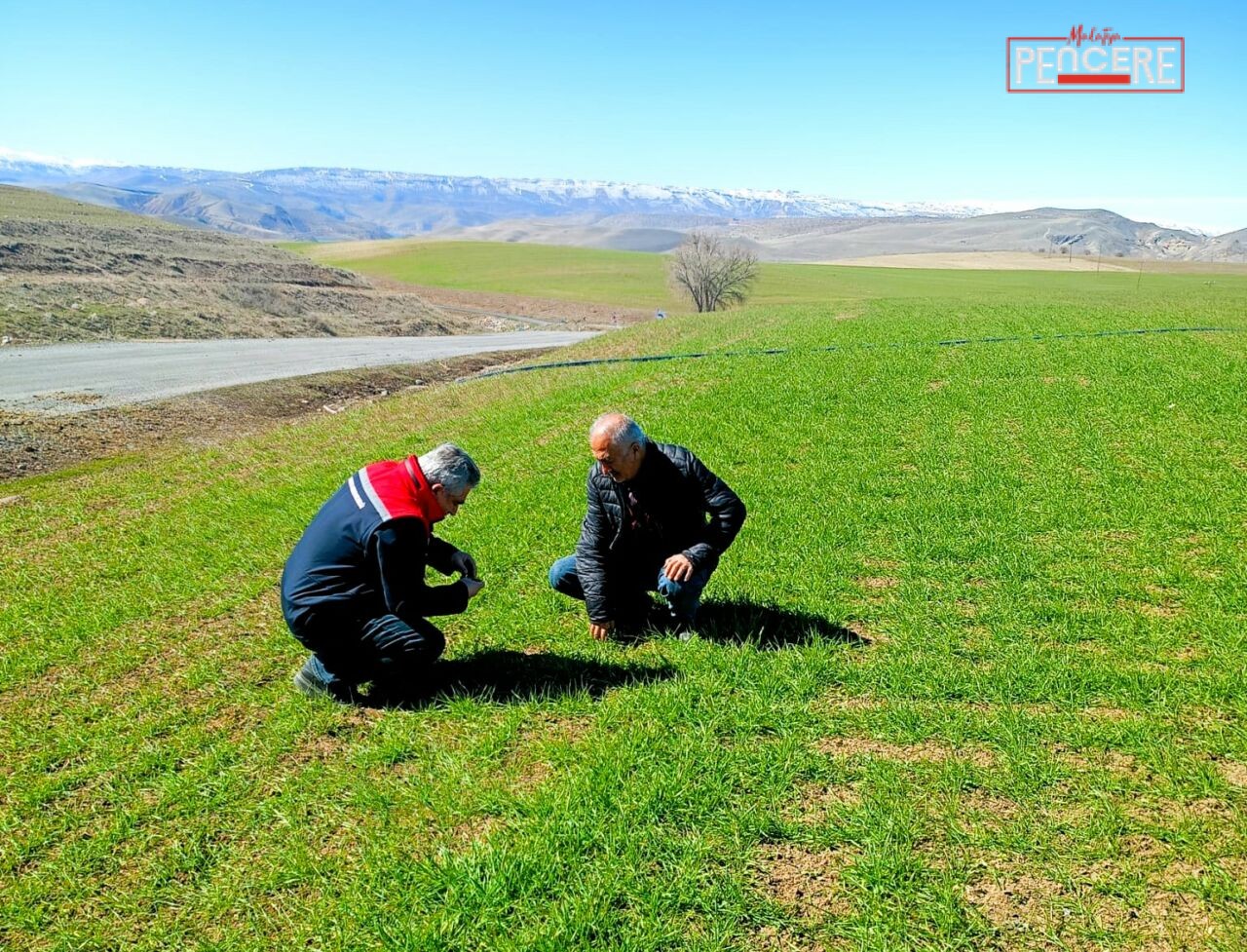 Malatya İl Tarım ve Orman Müdürlüğü ekipleri, buğday üretiminde verim
