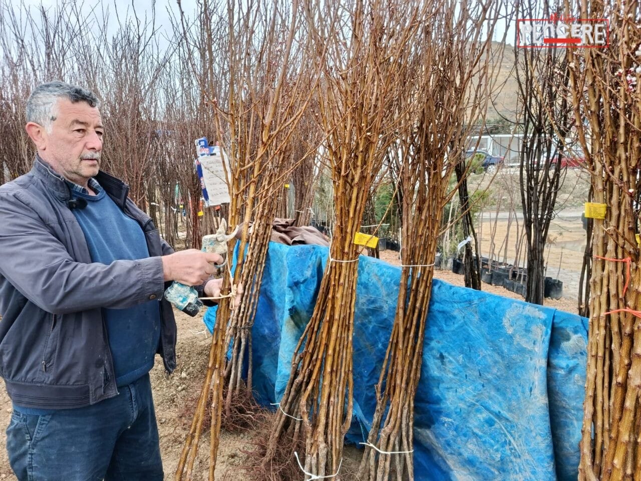 Malatya’nın Darende ilçesinde olumsuz hava koşullarına rağmen kayısı üreticileri fidan