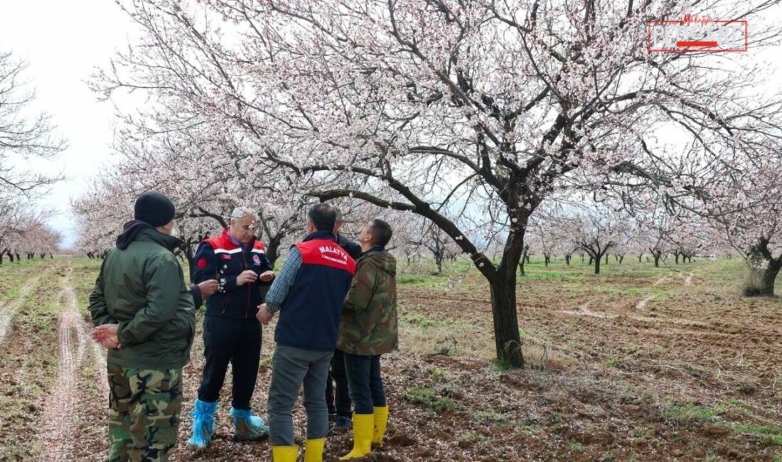 Malatya’da etkili olan dolu yağışının ardından Yeşilyurt’taki kayısı bahçelerinde incelemelerde