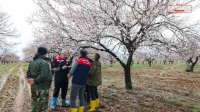 Malatya’da etkili olan dolu yağışının ardından Yeşilyurt’taki kayısı bahçelerinde incelemelerde