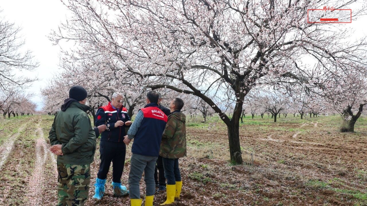 Malatya’da etkili olan dolu yağışının ardından Yeşilyurt’taki kayısı bahçelerinde incelemelerde
