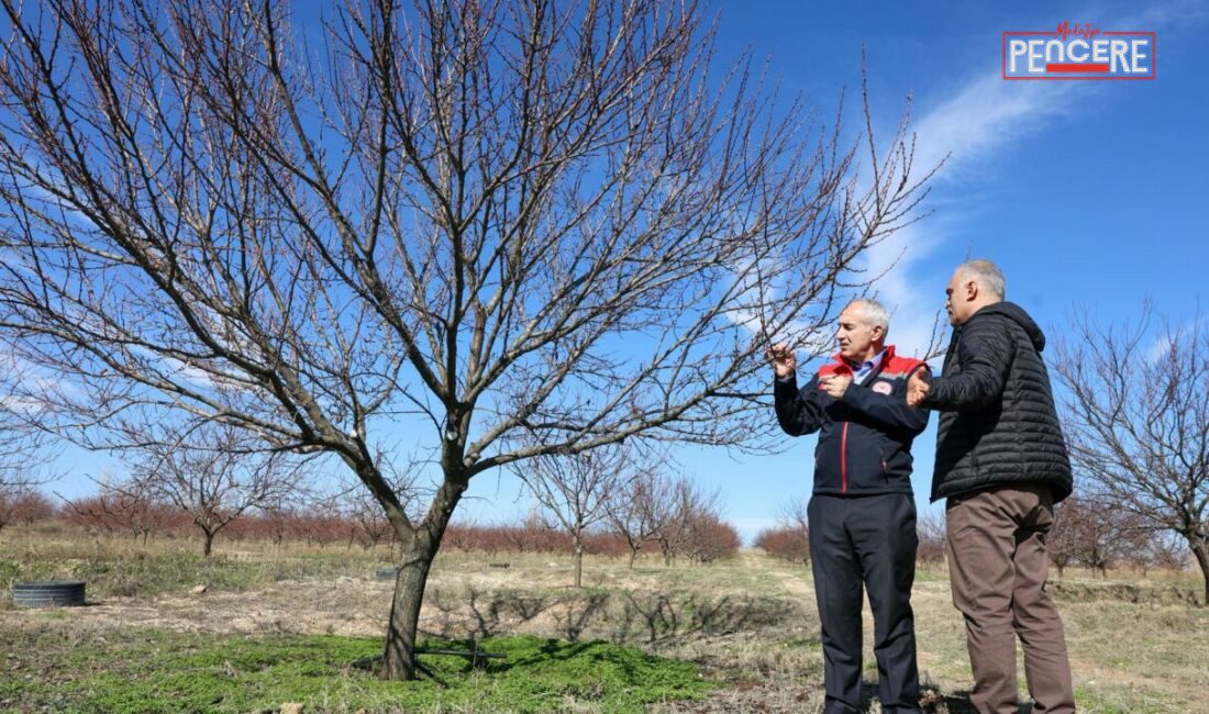 Malatya İl Tarım ve Orman Müdürü Osman Akar, kayısı ağaçlarında