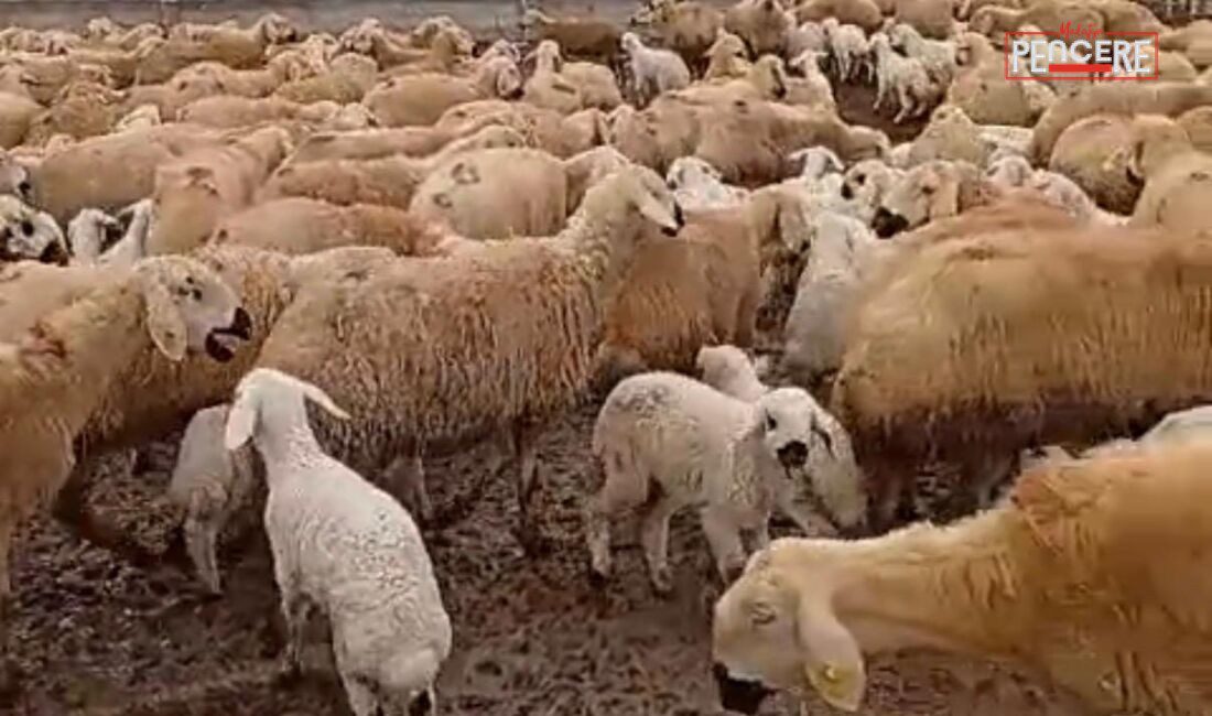 Malatya’nın Darende ilçesinde çeyrek asırdır hayvancılık yapan Servet Gündoğan, uzayan