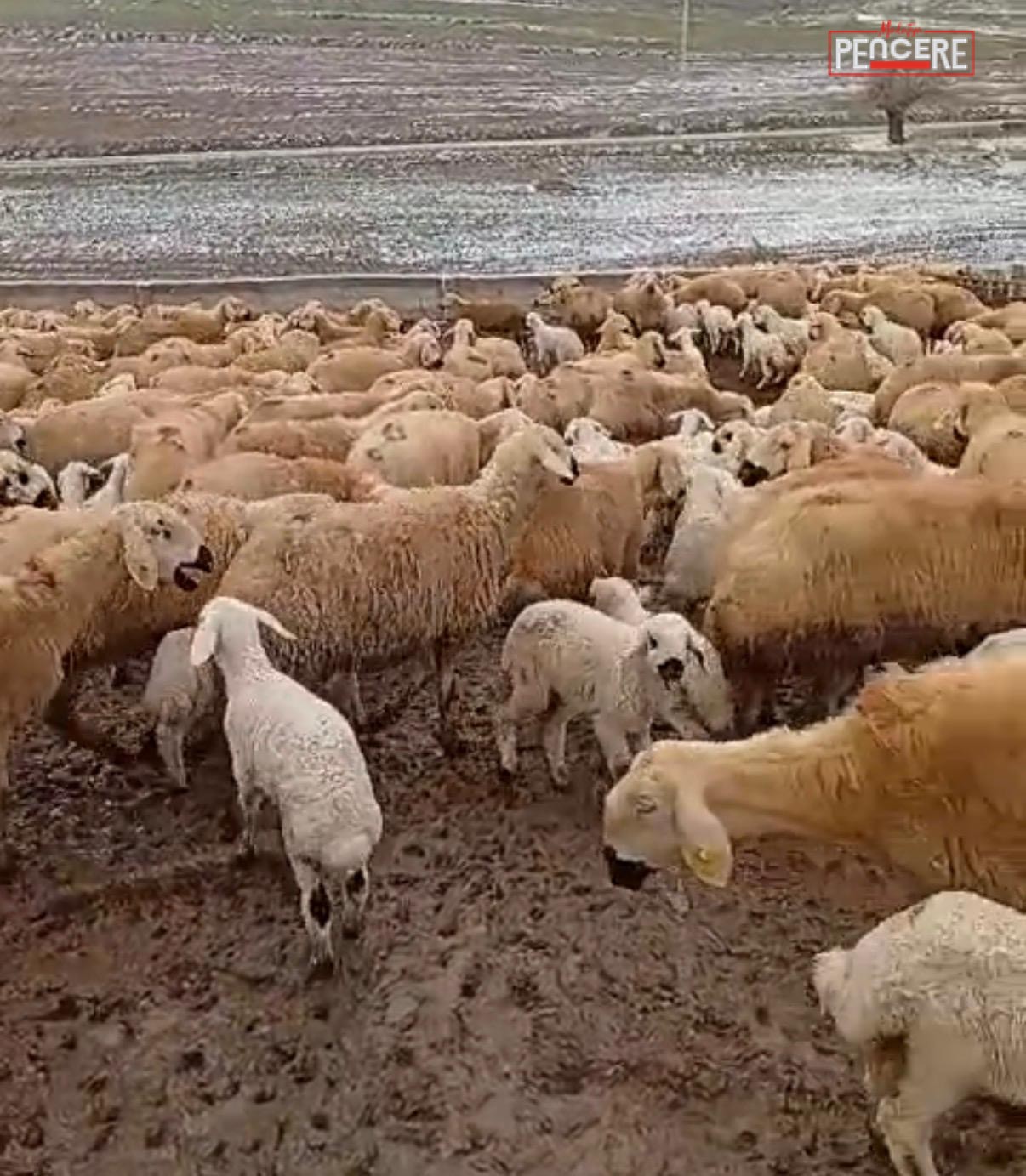 Malatya’nın Darende ilçesinde çeyrek asırdır hayvancılık yapan Servet Gündoğan, uzayan