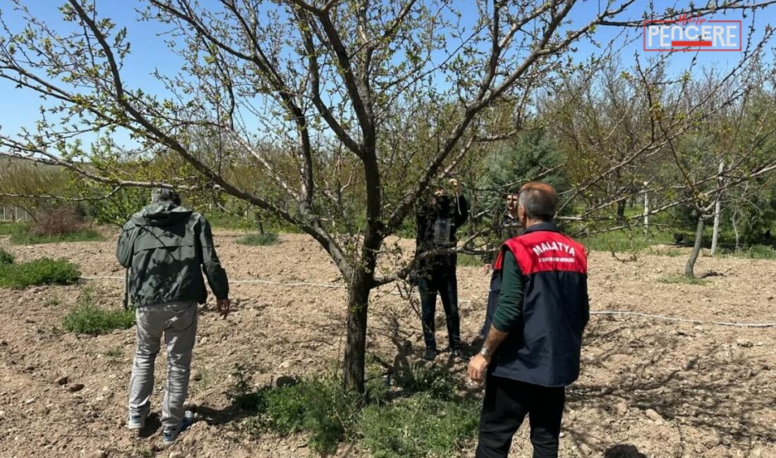 Kayısı üretimini tehdit eden kahverengi kokarcaya karşı Malatya genelinde feromon