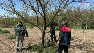 Malatya’da Kayısıyı Tehdit Eden Kokarca Alarmı Kayısı üretimini tehdit eden kahverengi kokarcaya karşı Malatya genelinde feromon
