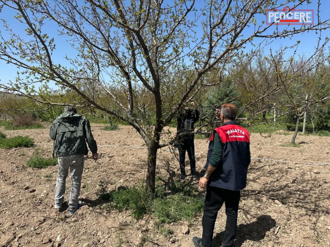 Kayısı üretimini tehdit eden kahverengi kokarcaya karşı Malatya genelinde feromon