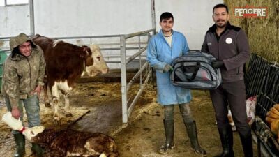 Malatya’da “Yaşasın Buzağılar” Projesi: Hayvancılıkta Verimlilik Artıyor Malatya İl Tarım ve Orman Müdürlüğü tarafından yürütülen “Yaşasın Buzağılar”