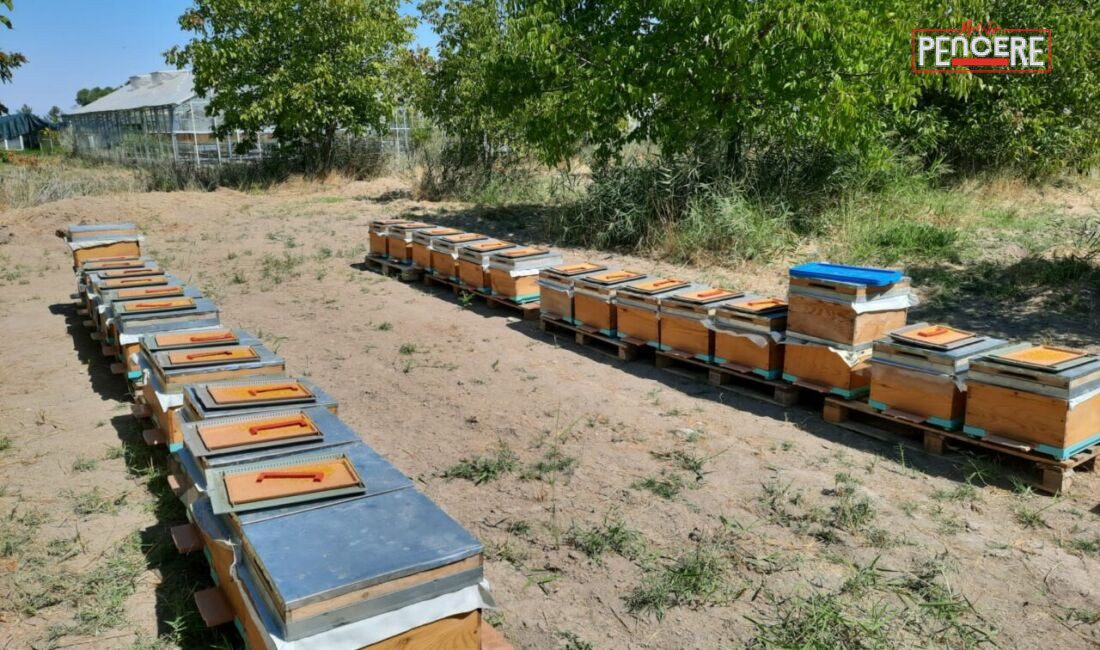 Malatya’da üç üniversitenin iş birliğiyle gerçekleştirilen kapsamlı araştırma, arı sütünün