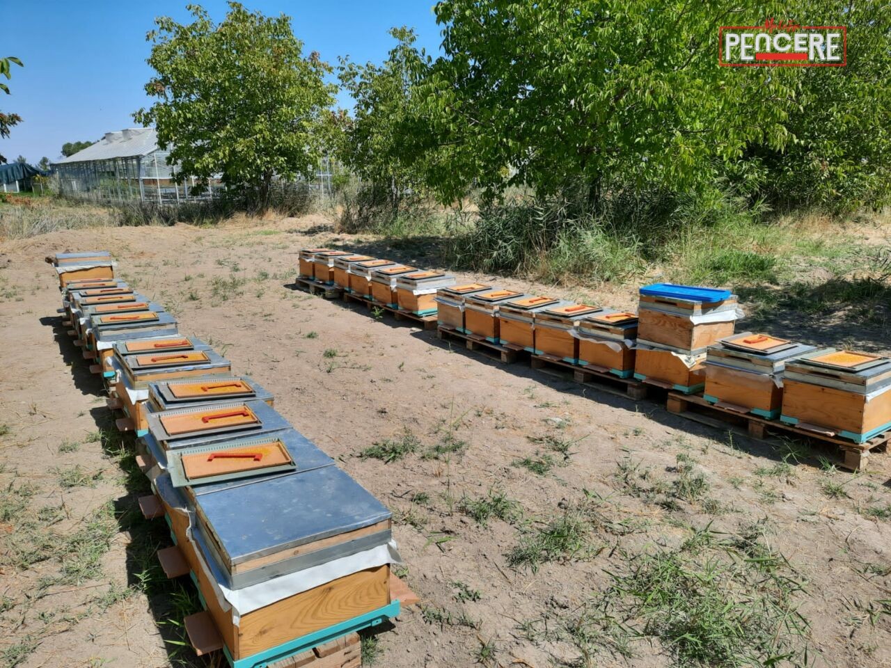 Malatya’da üç üniversitenin iş birliğiyle gerçekleştirilen kapsamlı araştırma, arı sütünün