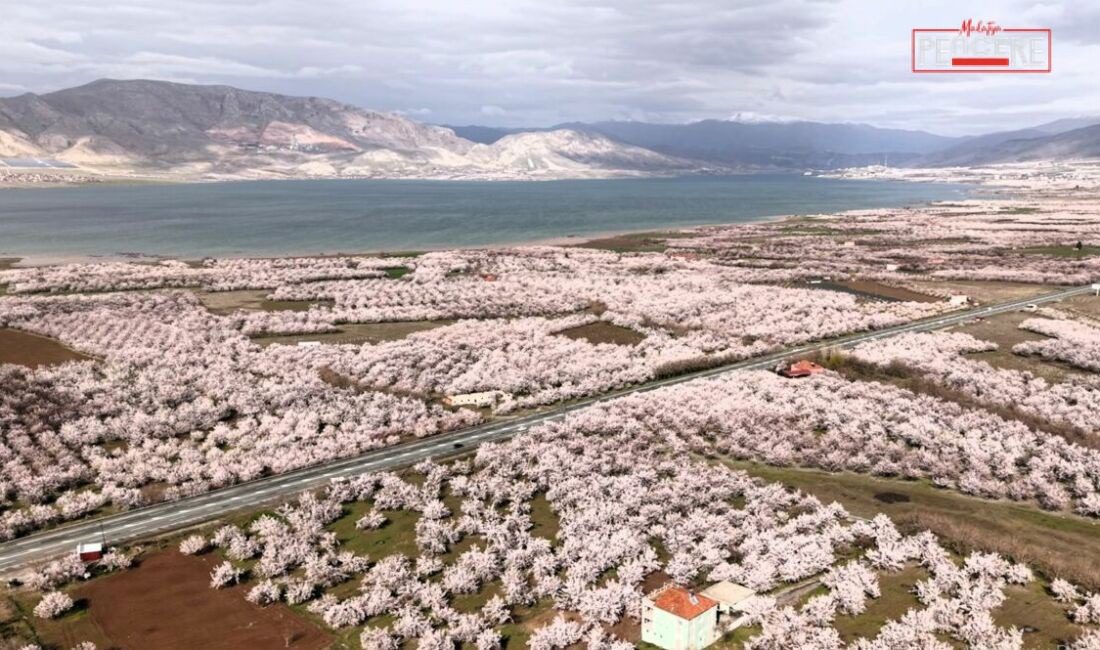 Ziraat Mühendisleri Odası Başkanı Fevzi Çiçek, Malatya’da kayısı üreticilerini yakından