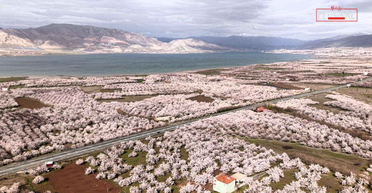 Ziraat Mühendisleri Odası Başkanı Fevzi Çiçek, Malatya’da kayısı üreticilerini yakından