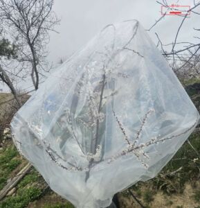 Malatya’da etkili olan soğuk hava ve kar yağışı, kayısı üreticilerini