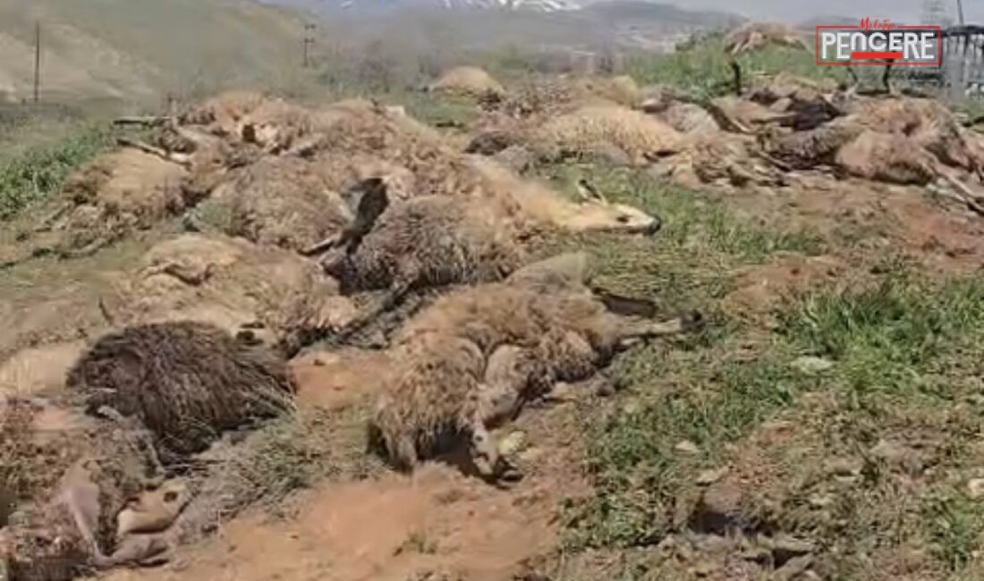 Tunceli’den Sivas’a götürülen 250 küçükbaş hayvanın bulunduğu tır, Malatya’nın Arapgir