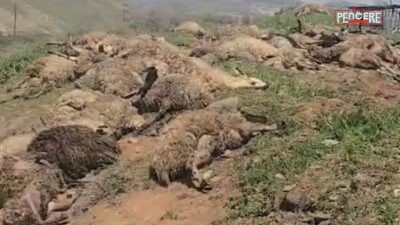 Tunceli’den Sivas’a götürülen 250 küçükbaş hayvanın bulunduğu tır, Malatya’nın Arapgir