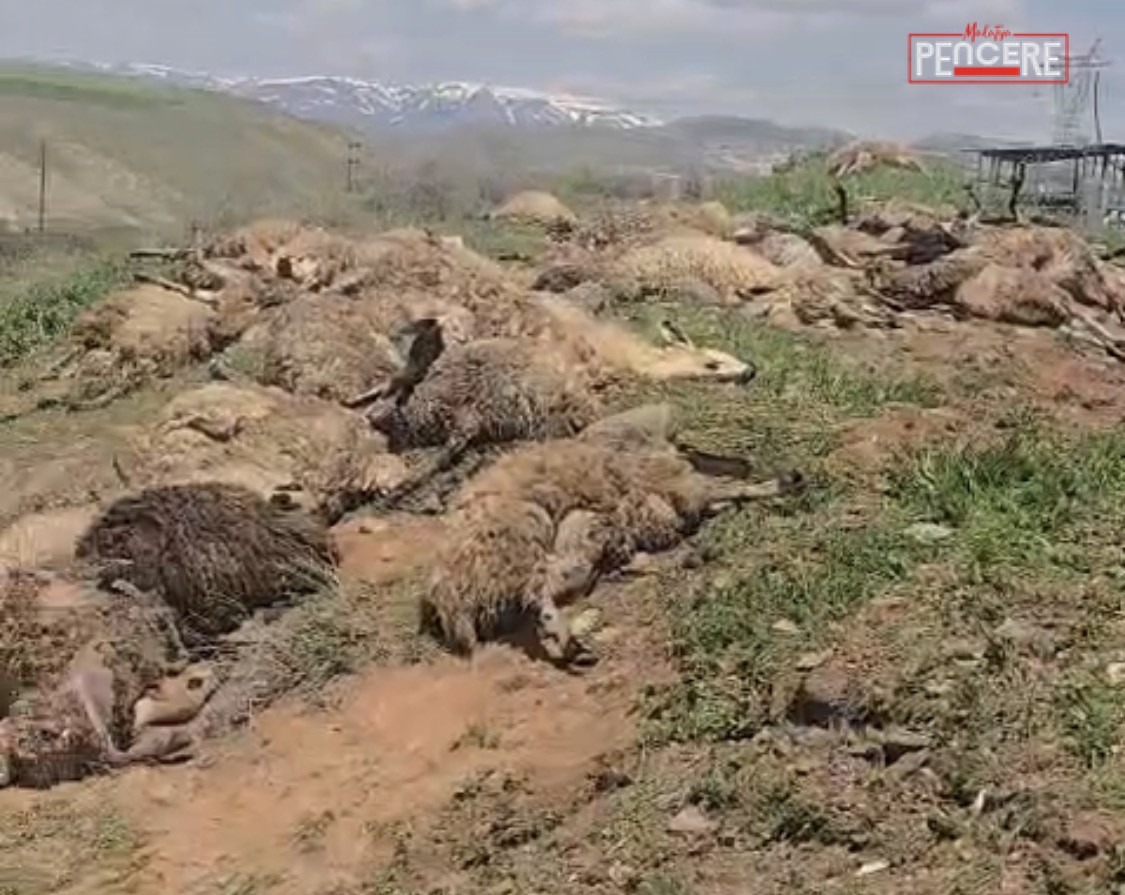Tunceli’den Sivas’a götürülen 250 küçükbaş hayvanın bulunduğu tır, Malatya’nın Arapgir