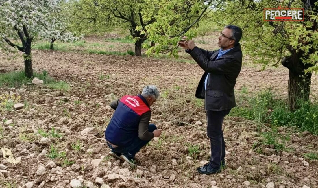 Malatya’da etkili olan dolu yağışının ardından tarım alanlarında hasar tespit