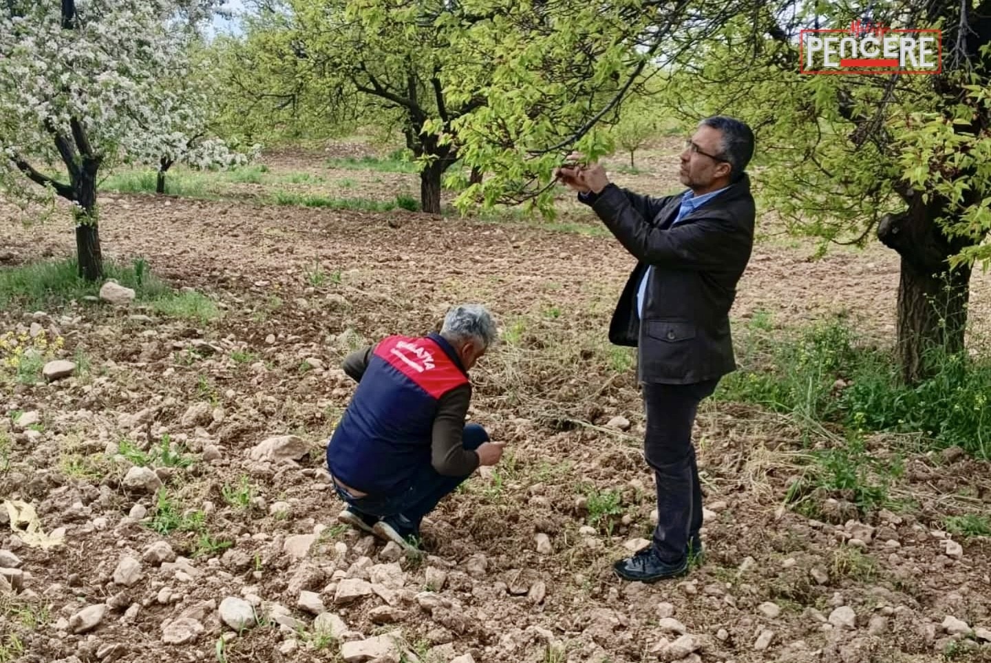 Malatya’da etkili olan dolu yağışının ardından tarım alanlarında hasar tespit