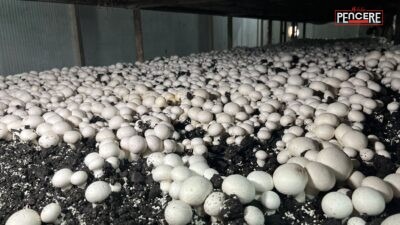 Malatya’nın Akçadağ ilçesinde kurulan modern mantar üretim tesisi, aylık 15