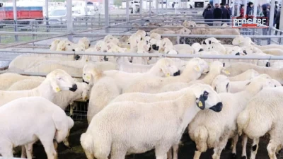Türkiye Ziraat Odaları Birliği Genel Başkanı Şemsi Bayraktar, Kurban Bayramı