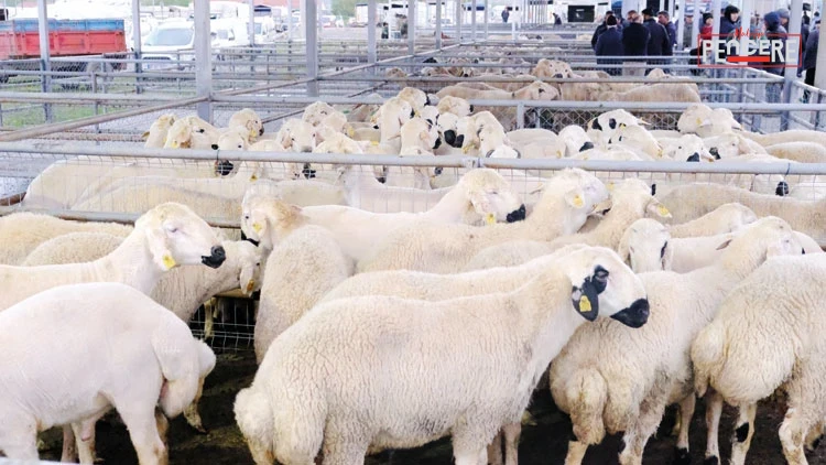 Türkiye Ziraat Odaları Birliği Genel Başkanı Şemsi Bayraktar, Kurban Bayramı