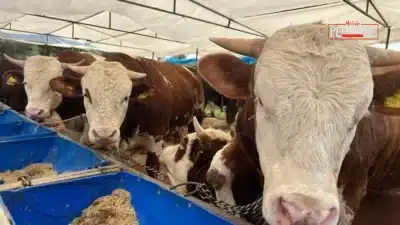 Din İşleri Yüksek Kurulu bilgileriyle hazırlanan rehberde, vekaletle kurban kesiminde