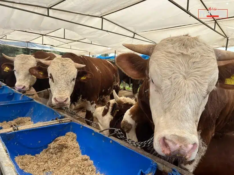 Din İşleri Yüksek Kurulu bilgileriyle hazırlanan rehberde, vekaletle kurban kesiminde