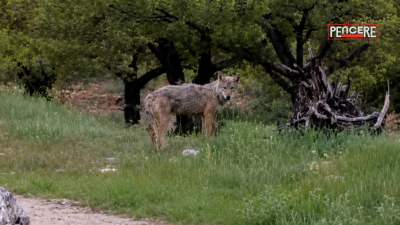 Malatya’nın Darende ilçesinde son dönemde sıklıkla yaşanan yaban hayatı hareketliliği
