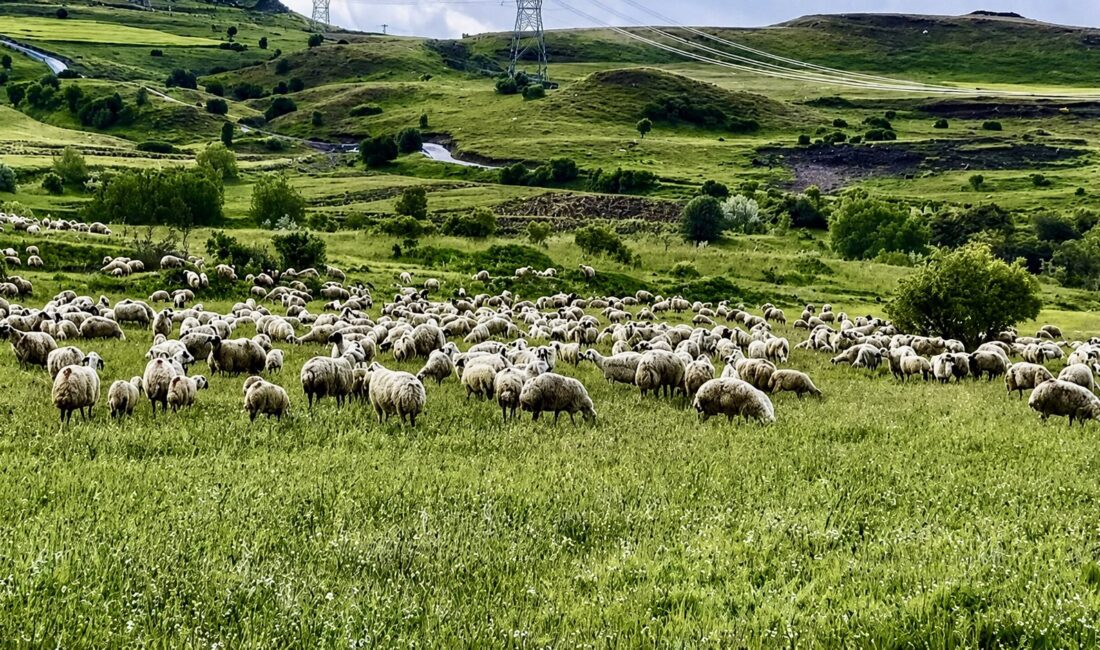 150 Bin Lira Maaşa Rağmen Çalışan Çoban Bulunamıyor Malatya’da yayla sezonunun başlamasıyla birlikte küçükbaş hayvan yetiştiricileri sürülerini meralara