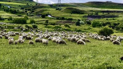 150 Bin Lira Maaşa Rağmen Çalışan Çoban Bulunamıyor Malatya’da yayla sezonunun başlamasıyla birlikte küçükbaş hayvan yetiştiricileri sürülerini meralara