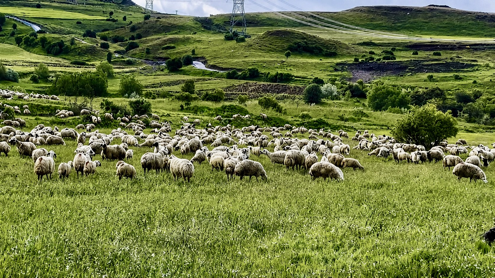 Malatya’da yayla sezonunun başlamasıyla birlikte küçükbaş hayvan yetiştiricileri sürülerini meralara