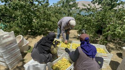 Dünya kayısısının başkenti Malatya’da 2026 yılı yaş kayısı hasadı başladı.