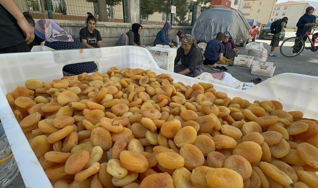 Dünya kayısı başkenti Malatya’da hasat sezonunun açılmasıyla birlikte, mahalle aralarında