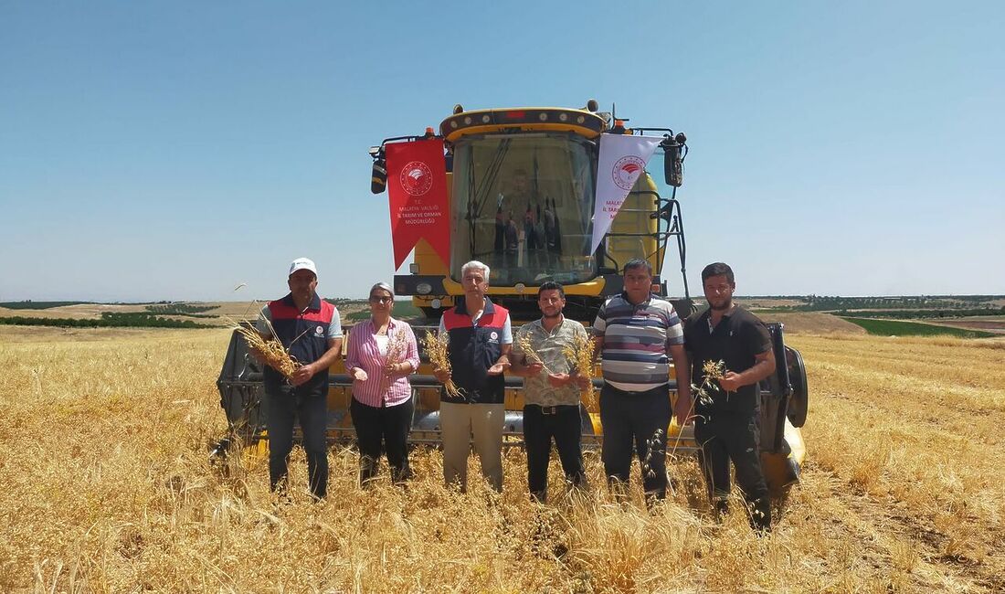 Malatya’da Nohut Hasadı Heyecanı: 500 Ton Rezkilik Rekor Büyüme Hedefleniyor!