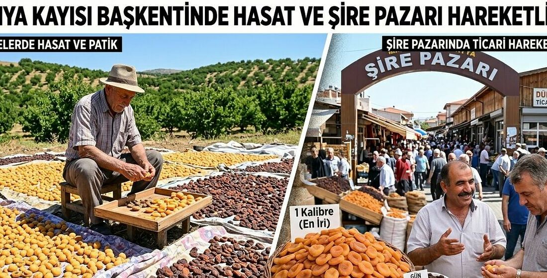 Türkiye’nin AB coğrafi işaret tescilli incisi Malatya kayısısında hummalı çalışma