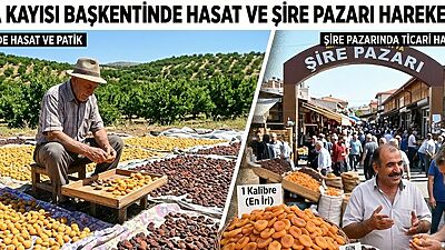 Türkiye’nin AB coğrafi işaret tescilli incisi Malatya kayısısında hummalı çalışma