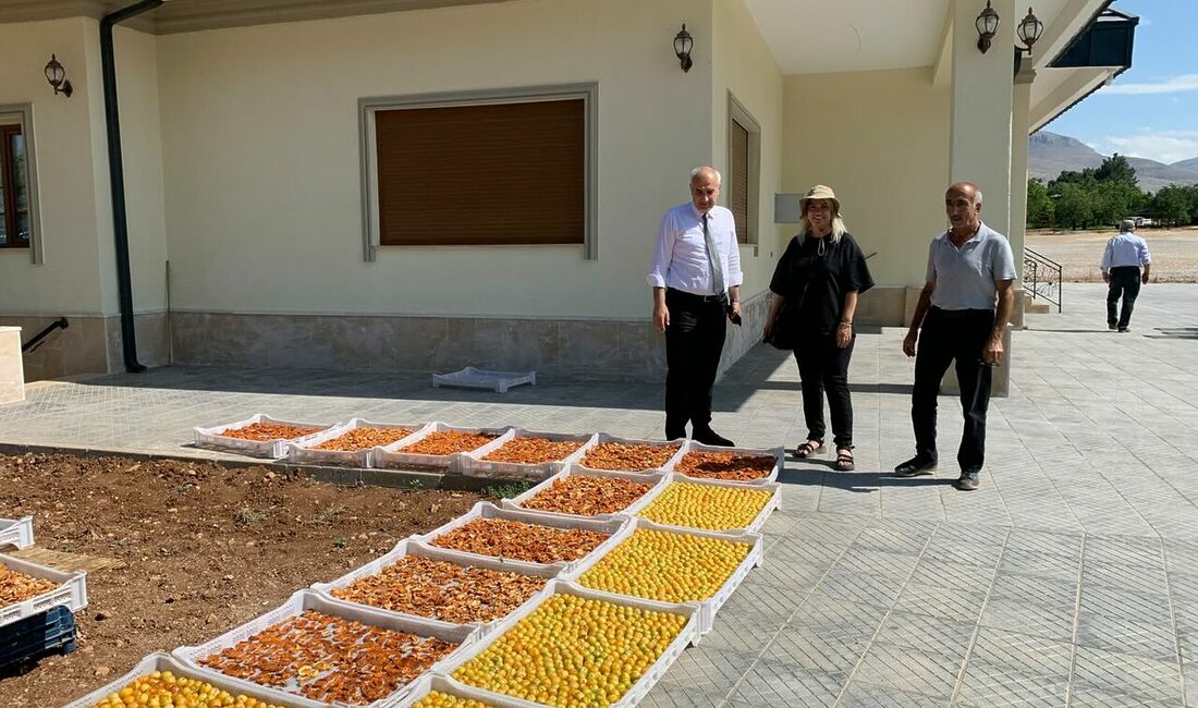 Malatya’nın dünya markası olan stratejik ürünü kayısıda hasat dönemi tüm