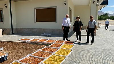Malatya’nın dünya markası olan stratejik ürünü kayısıda hasat dönemi tüm