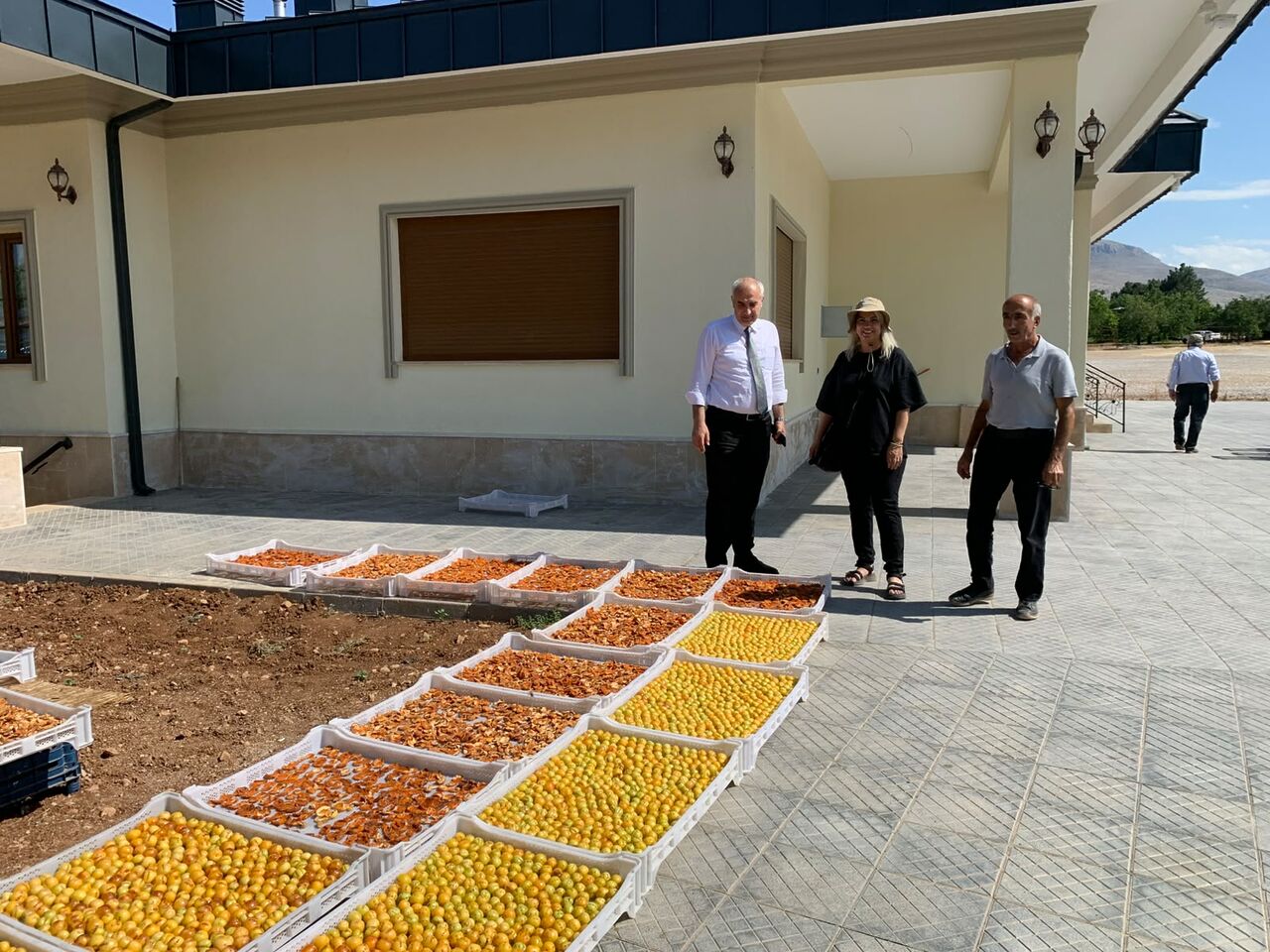 Malatya’nın dünya markası olan stratejik ürünü kayısıda hasat dönemi tüm